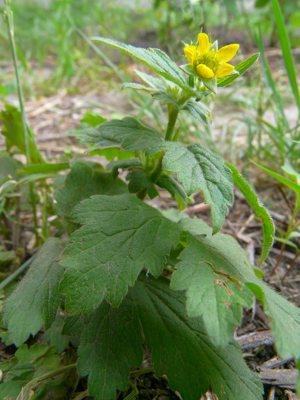 Изображение особи Geum aleppicum.