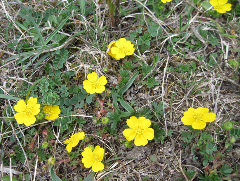 Изображение особи Potentilla crantzii.