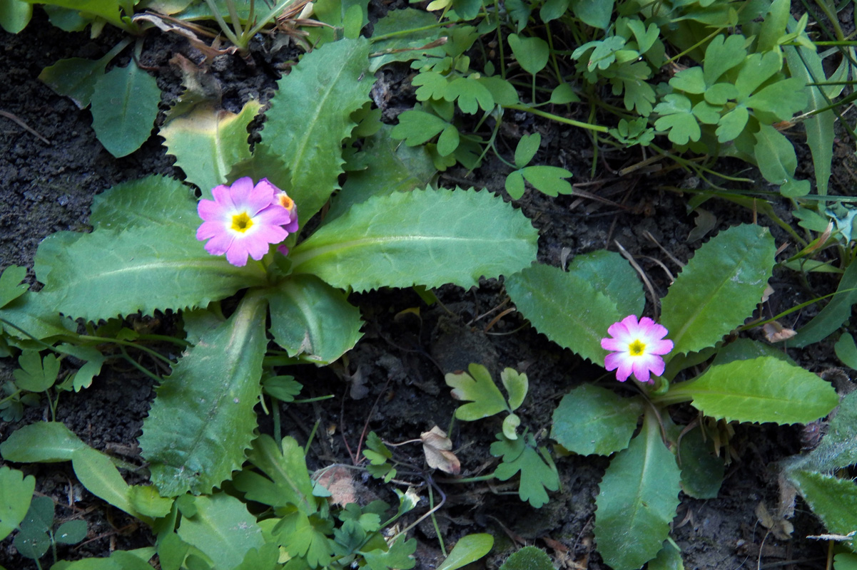 Изображение особи Primula warshenewskiana.