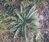 род Echium. Вегетирующее растение. Грузия, край Самцхе-Джавахети, Аспиндзский муниципалитет, самый край Ахалкалакского плоскогорья, окраина с. Саро, каменистая почва, выс. ок. 1450 м н.у.м. 10.10.2018.