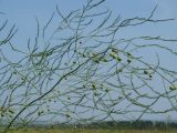 Asparagus officinalis. Часть веточки с незрелыми плодами. Иркутская обл., Усольский р-н, долина р. Китой, луг. 18.07.2018.