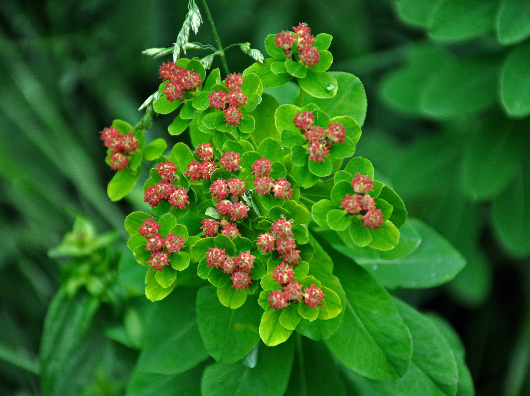 Image of Euphorbia pilosa specimen.