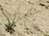 Limonium ferganense