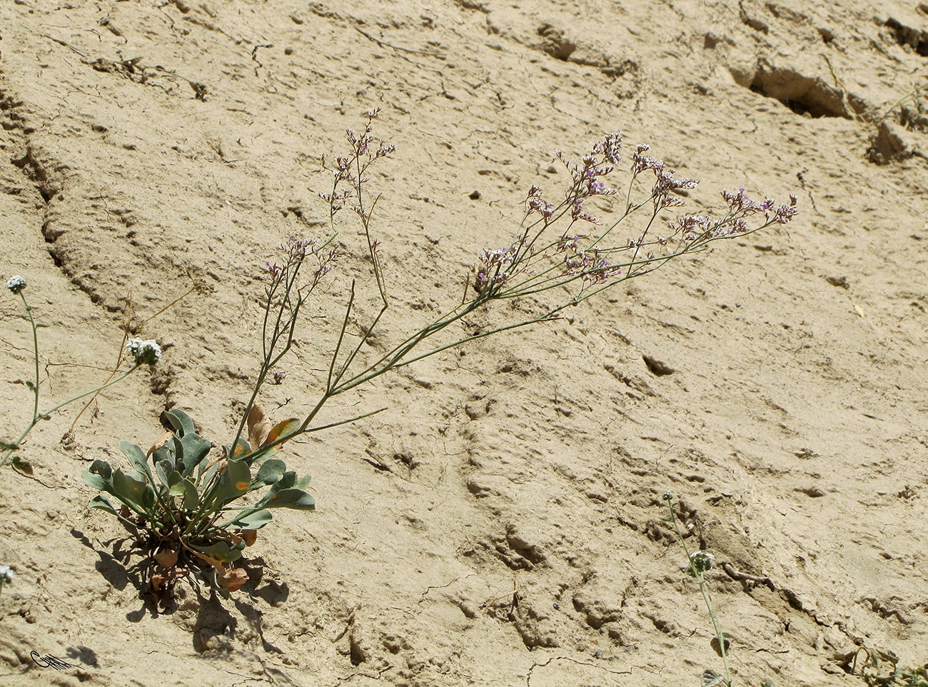 Изображение особи Limonium ferganense.