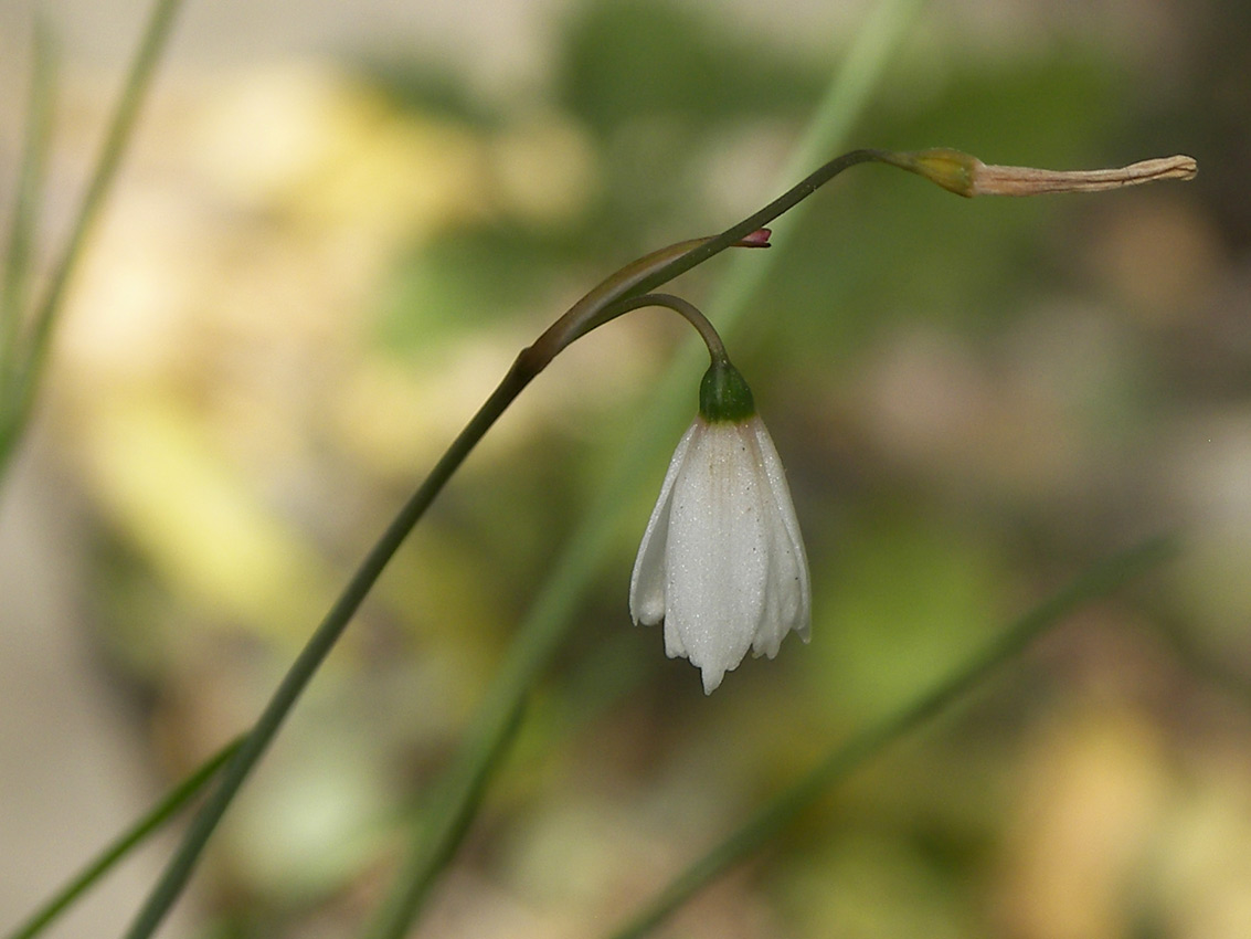 Изображение особи Acis autumnalis.