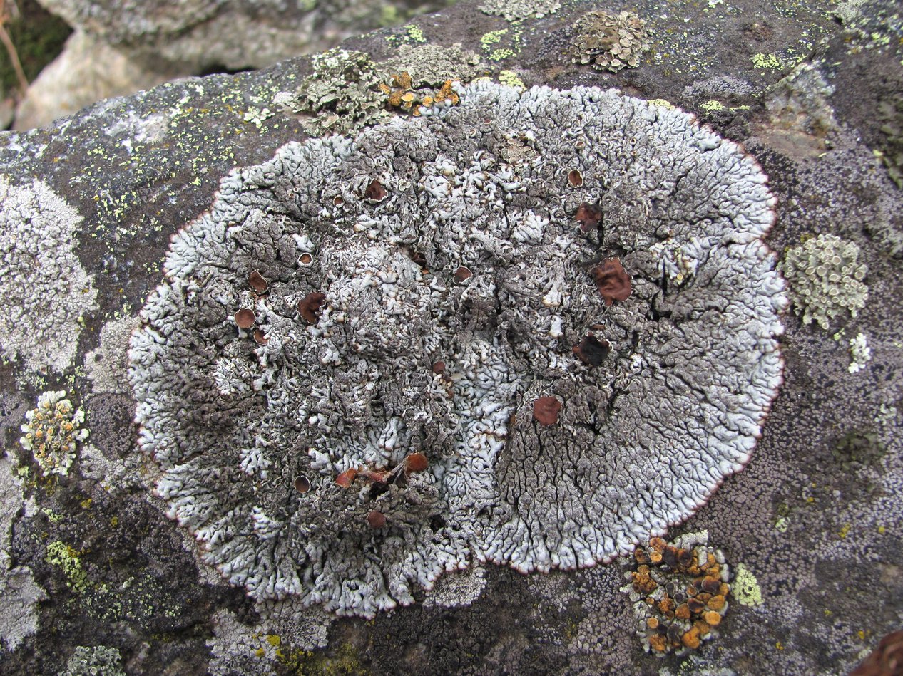 Image of Brodoa intestiniformis specimen.