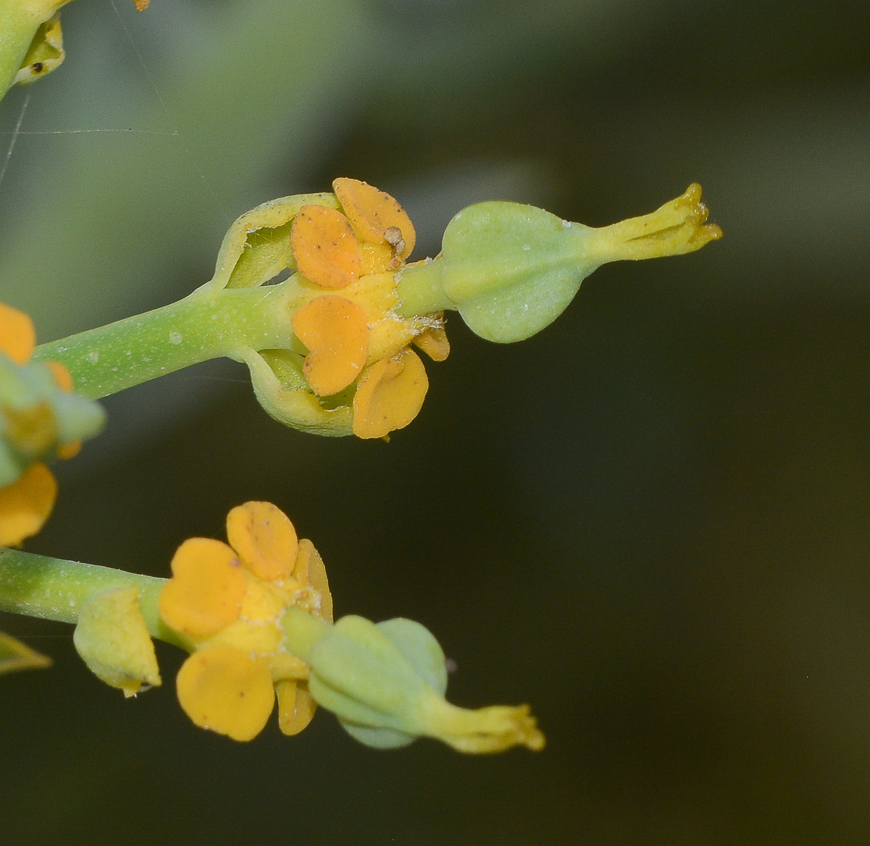 Image of Euphorbia mauritanica specimen.