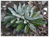Verbascum gnaphalodes