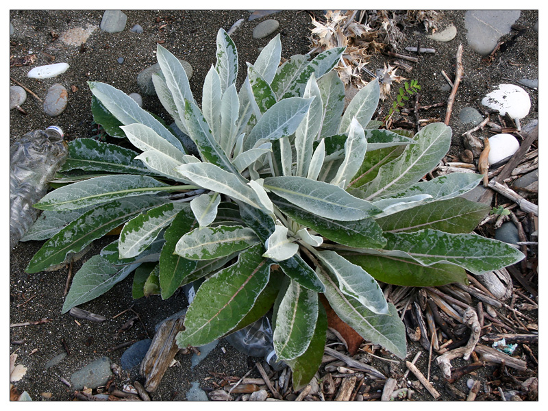 Изображение особи Verbascum gnaphalodes.