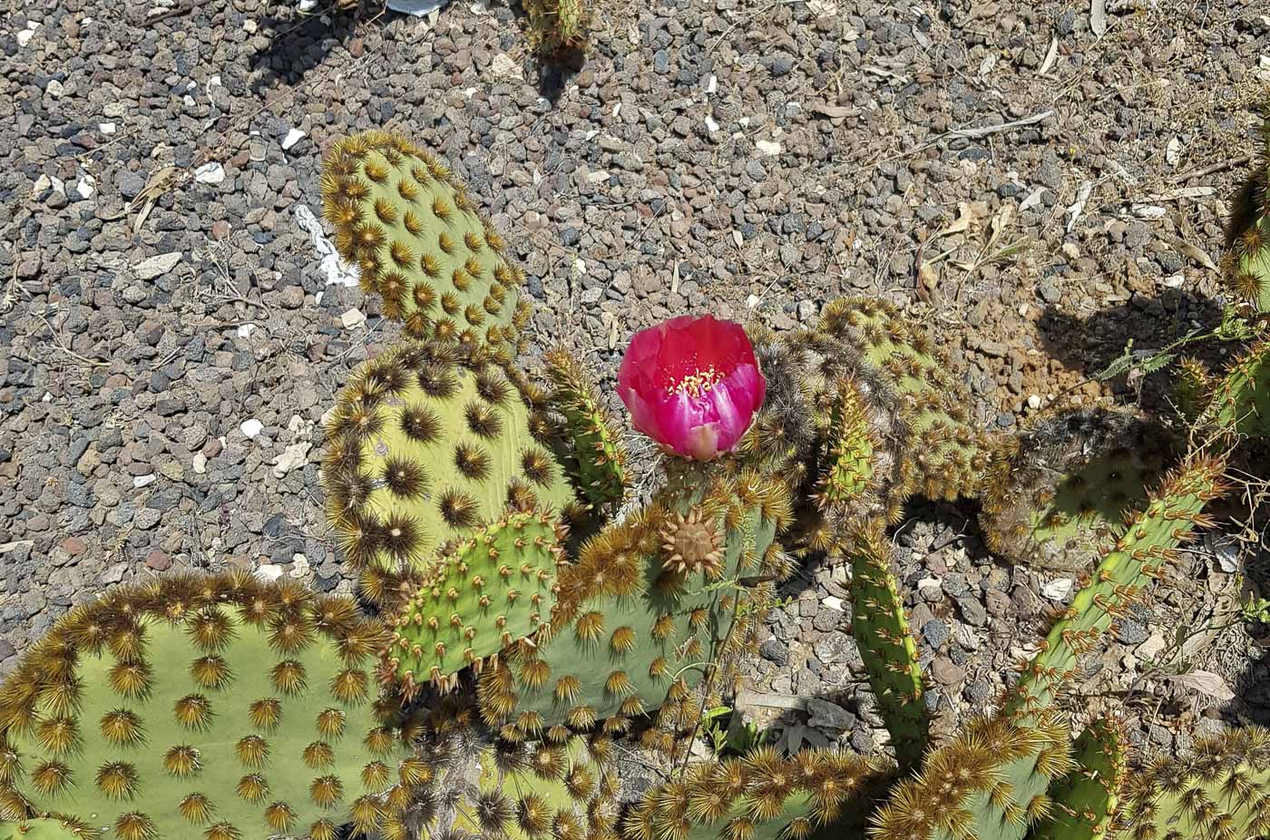 Изображение особи Opuntia aciculata.