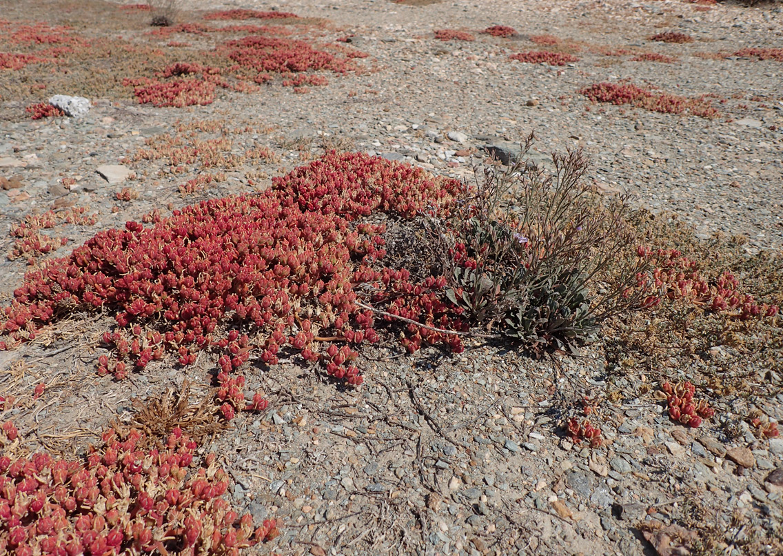 Image of Mesembryanthemum nodiflorum specimen.