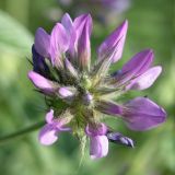 Psoralea bituminosa подвид pontica. Соцветие. Окр. Адлера, предгорья, 02.06.2007.