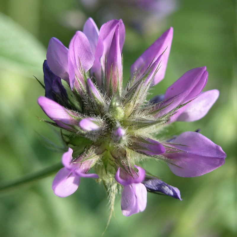 Image of Psoralea bituminosa ssp. pontica specimen.