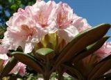 род Rhododendron. Цветки и листья. Крым, Южный Берег, Партенит, парк ЛОК \"Айвазовское\". 30.04.2018.