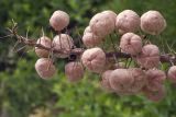 Eremurus lactiflorus