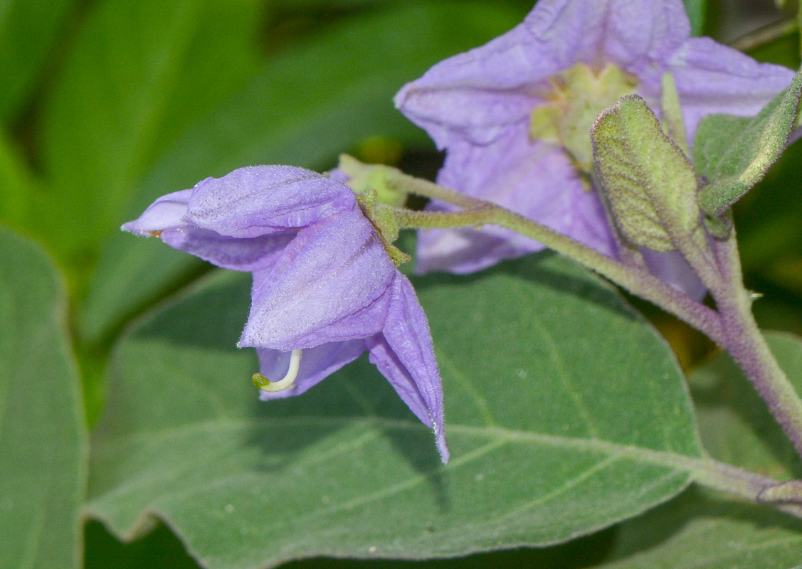 Изображение особи Solanum incanum.