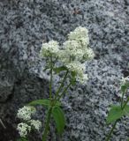 Galium boreale. Верхушка цветущего побега. Магаданская обл., окр. г. Магадан, мыс Островной, крутой скалистый склон над морем. 21.07.2018.