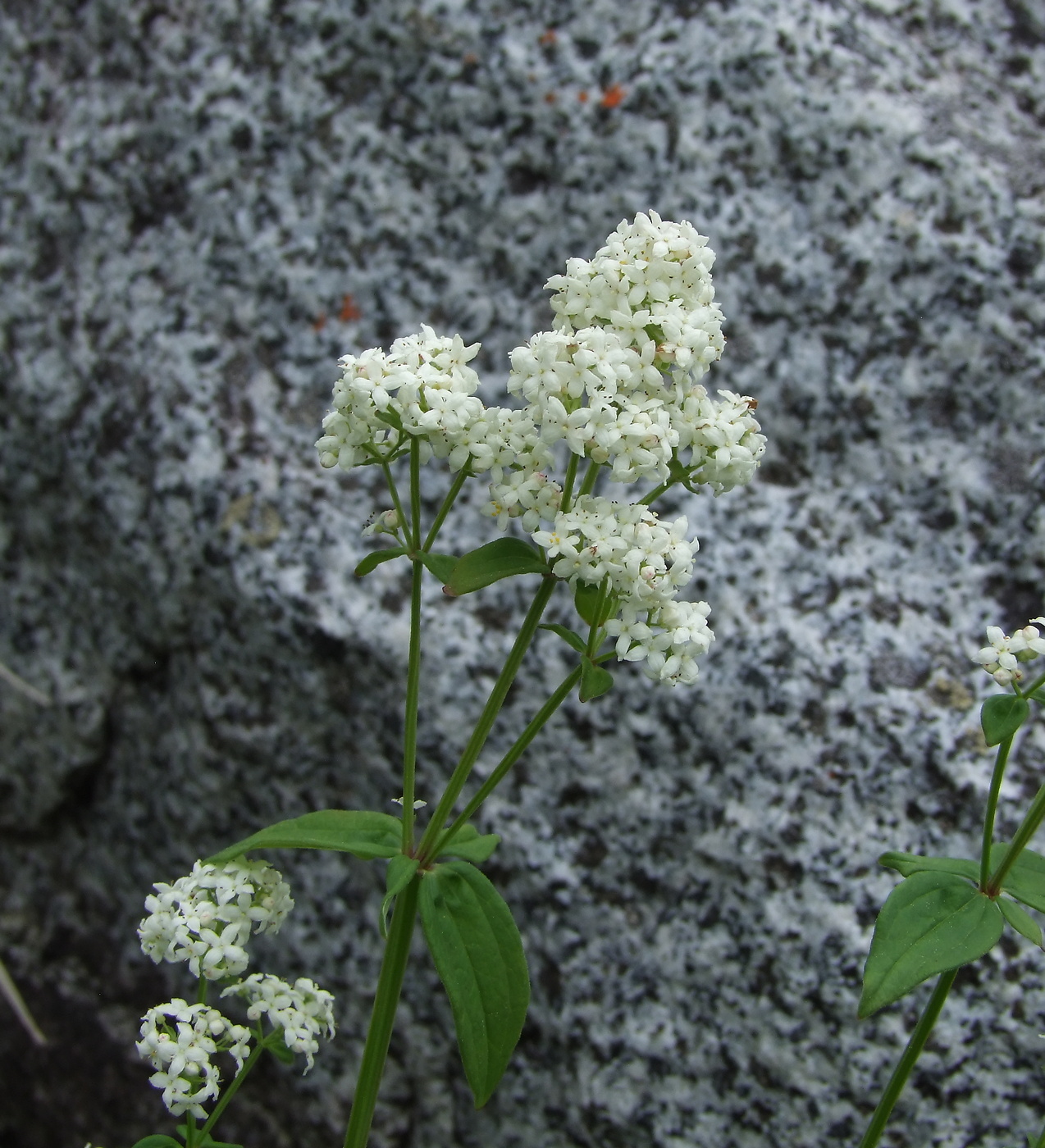 Image of Galium boreale specimen.