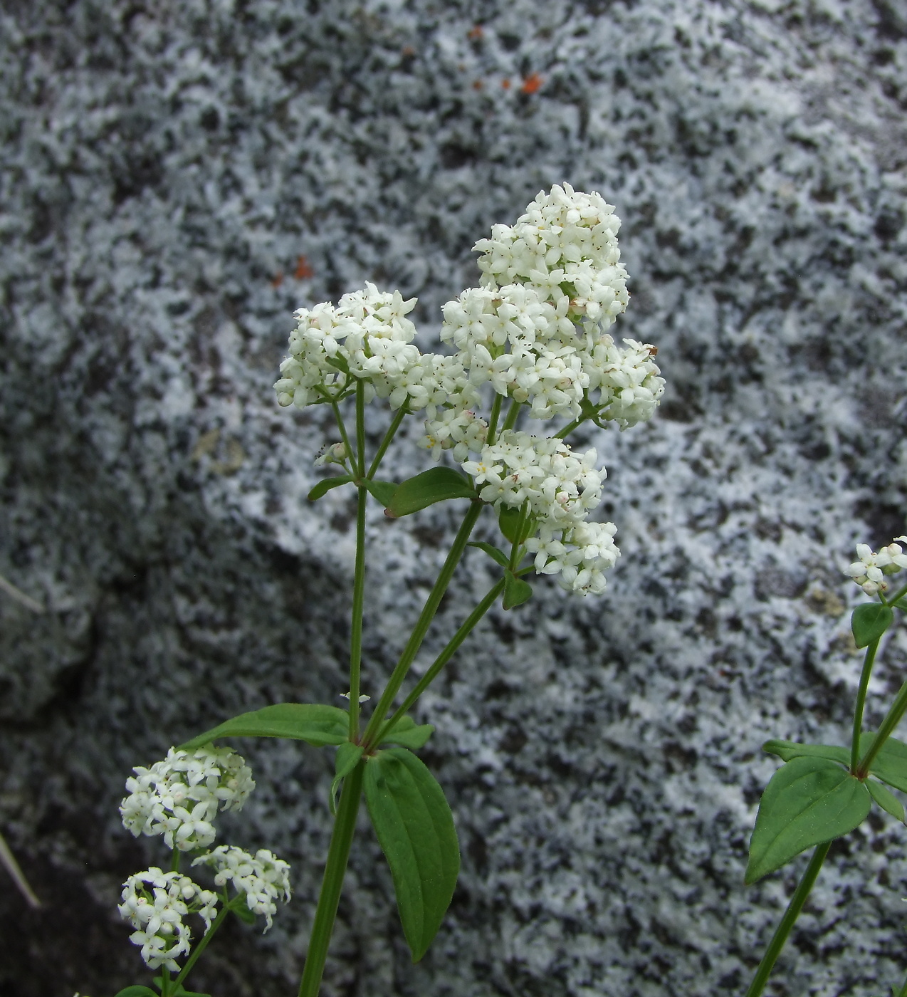 Изображение особи Galium boreale.