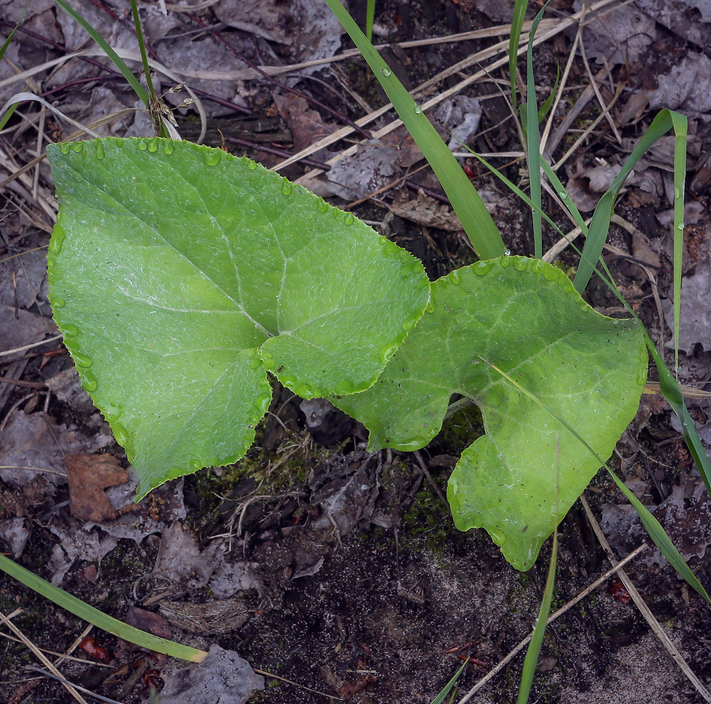 Изображение особи Petasites spurius.