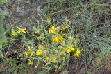 Youngia подвид altaica