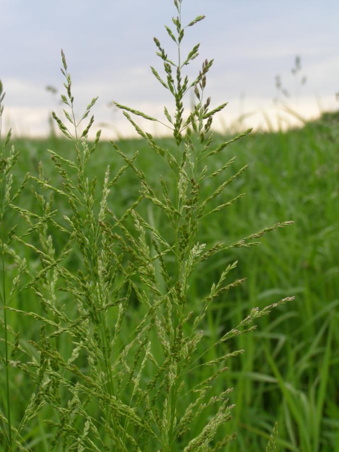 Image of genus Poa specimen.