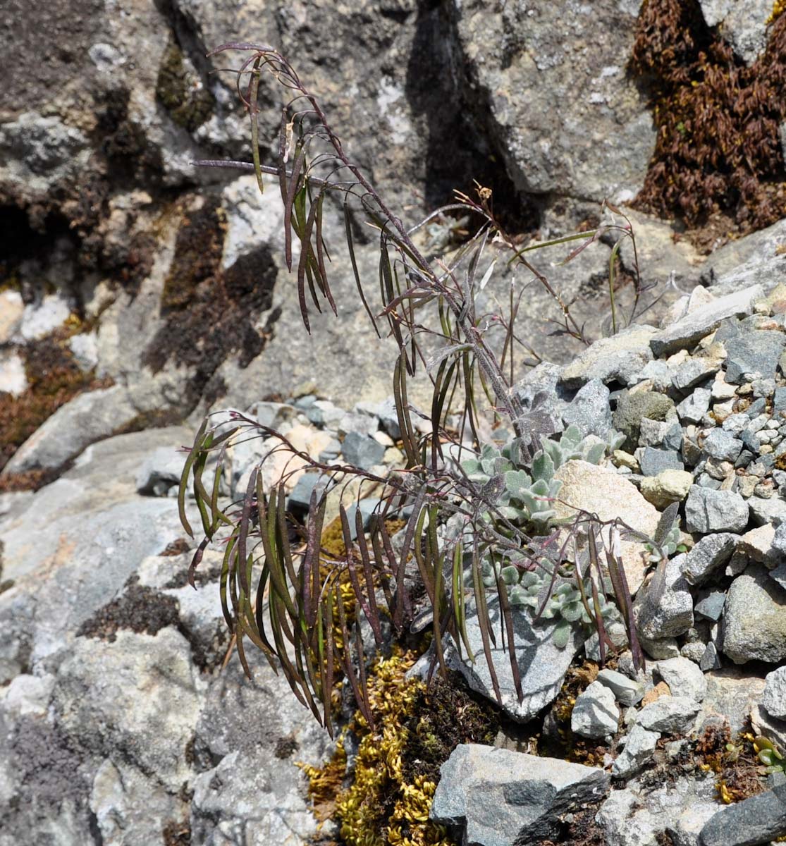 Image of Arabis purpurea specimen.