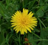 Taraxacum officinale