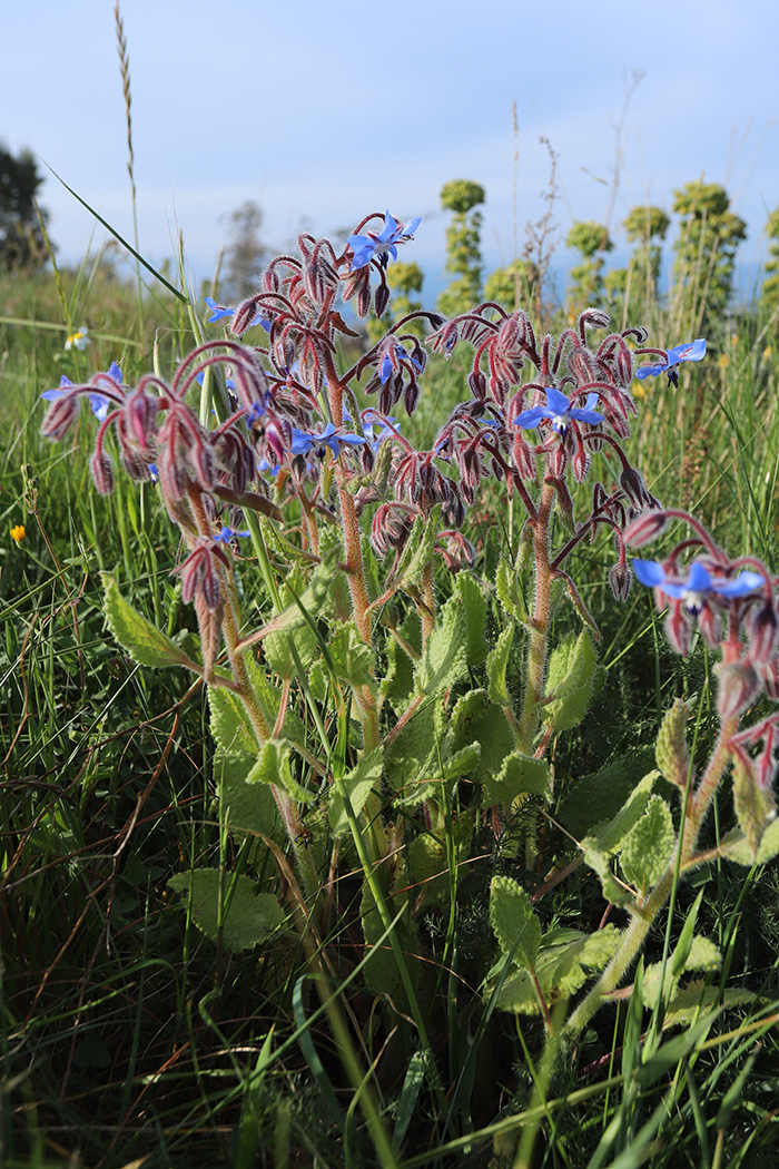 Изображение особи Borago officinalis.