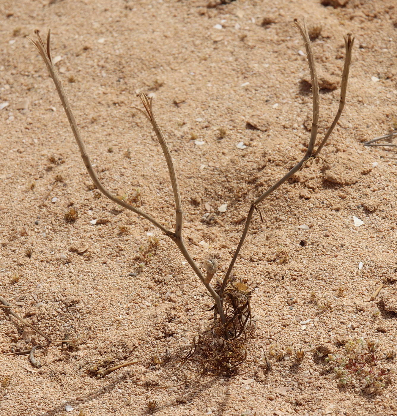 Image of Roemeria hybrida specimen.