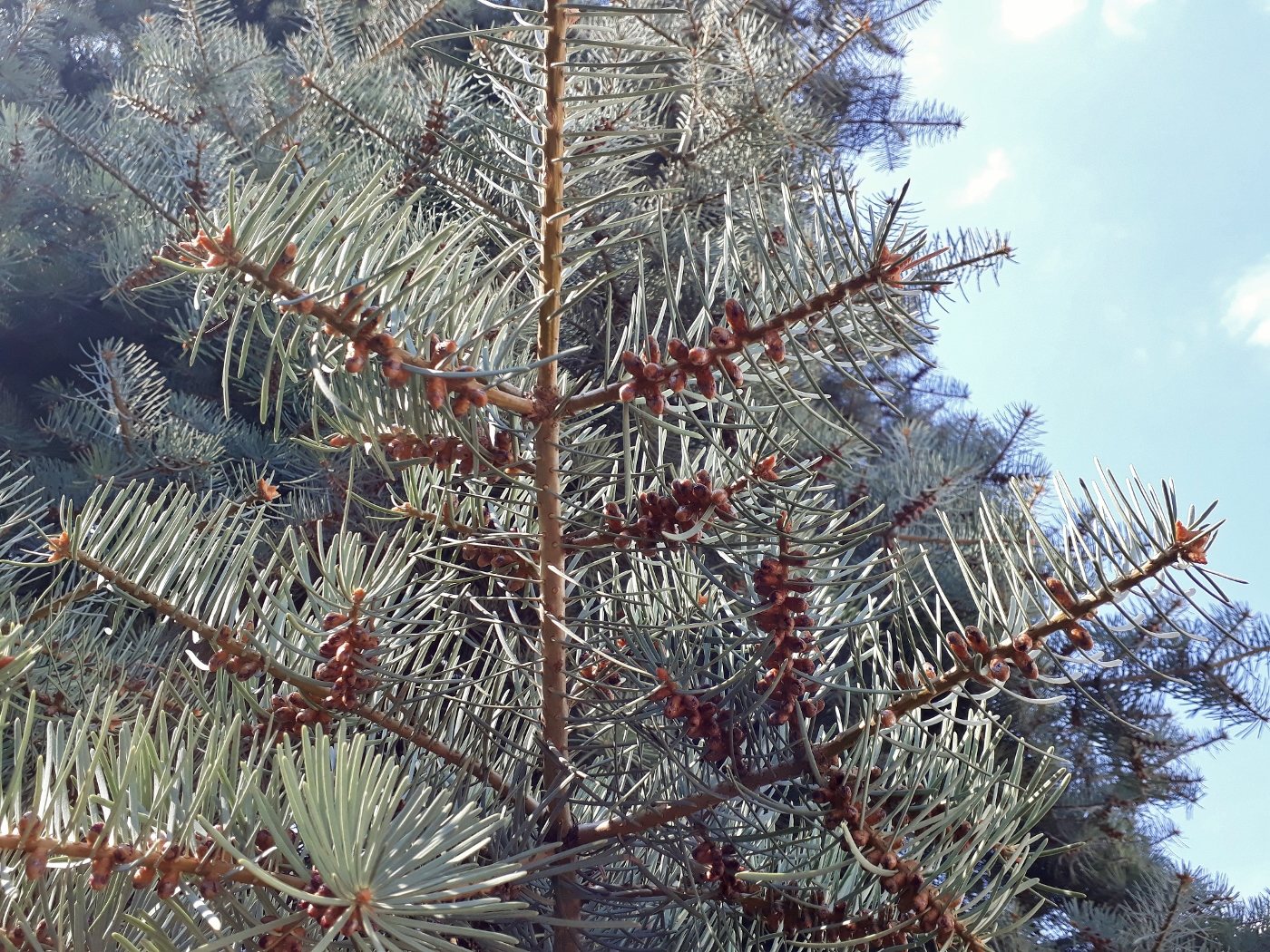 Изображение особи Abies concolor.