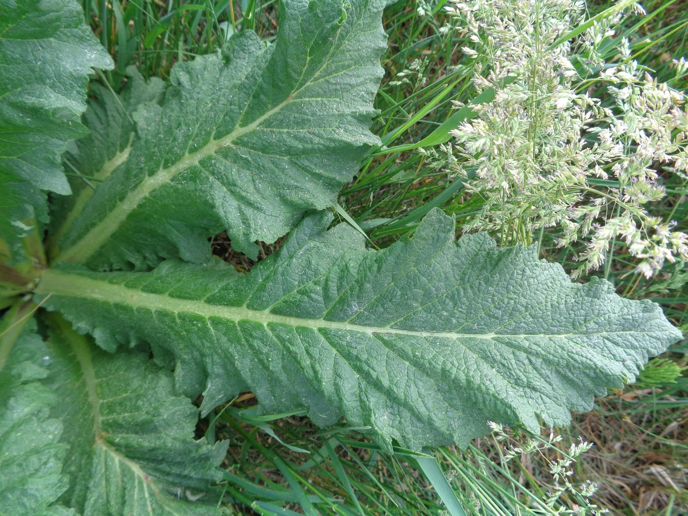 Изображение особи Verbascum lychnitis.