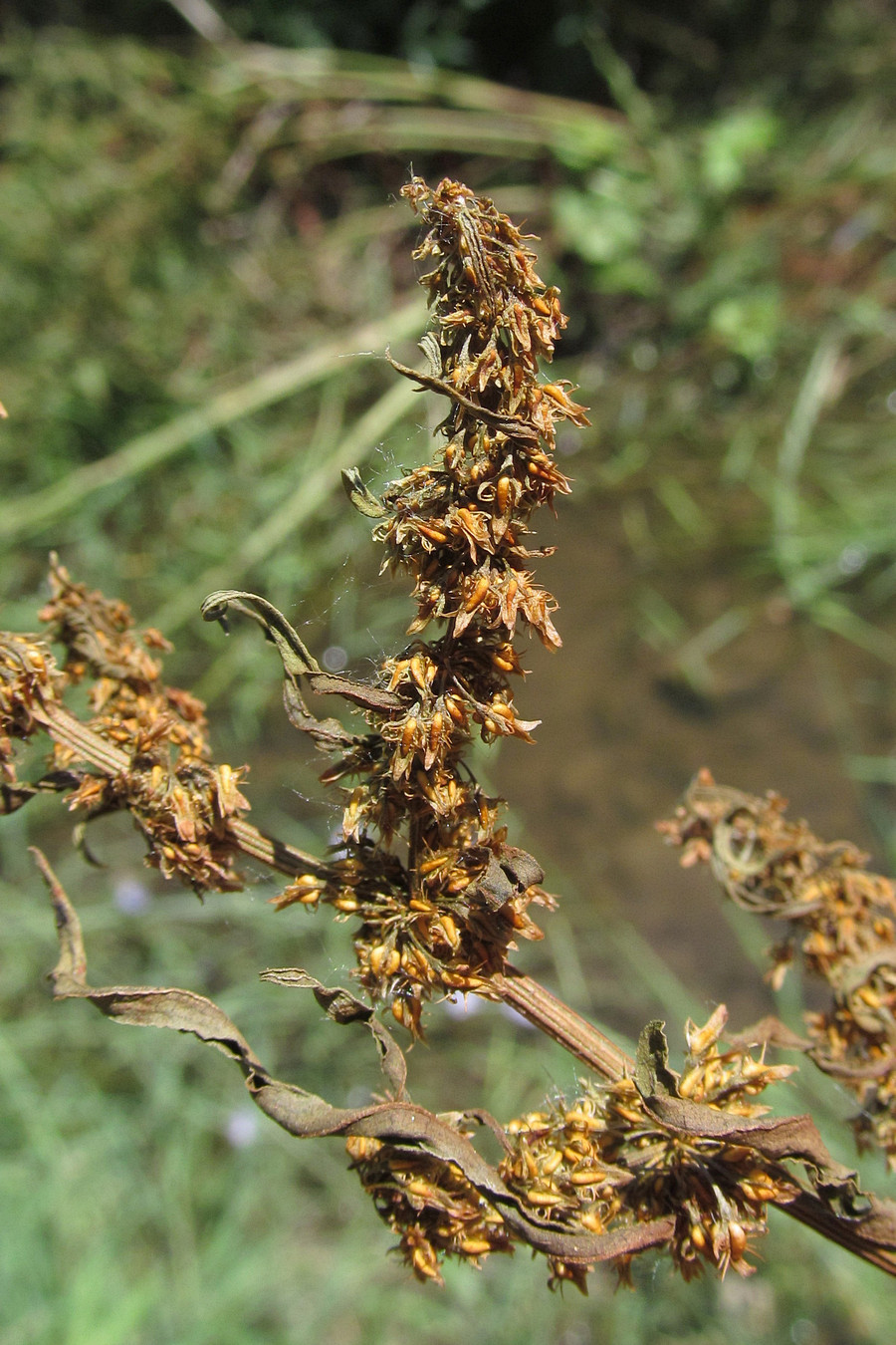 Image of Rumex maritimus specimen.