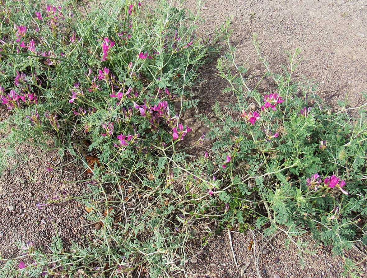 Image of Eversmannia subspinosa specimen.