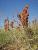 Hedysarum smirnovii