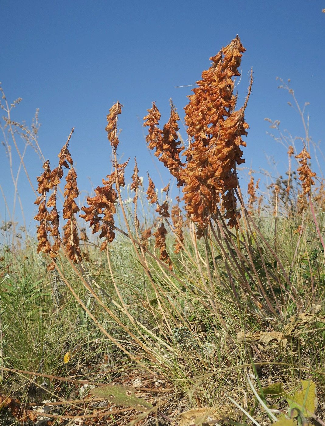 Image of Hedysarum smirnovii specimen.