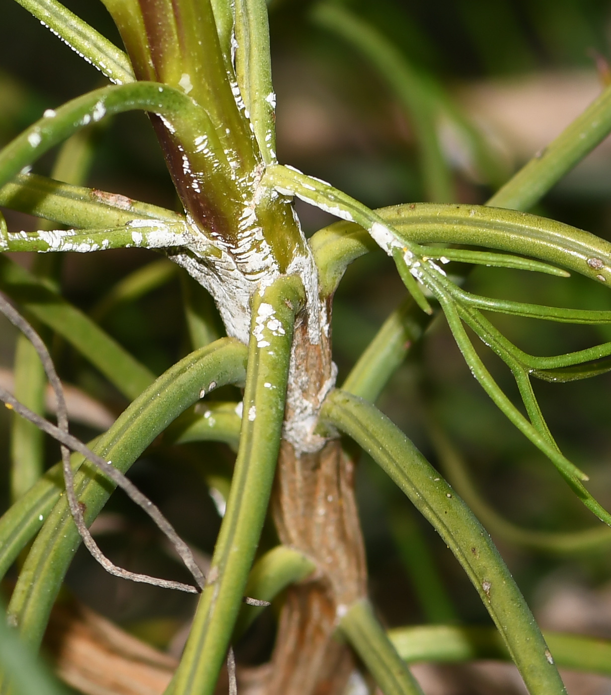 Image of Euryops speciosissimus specimen.