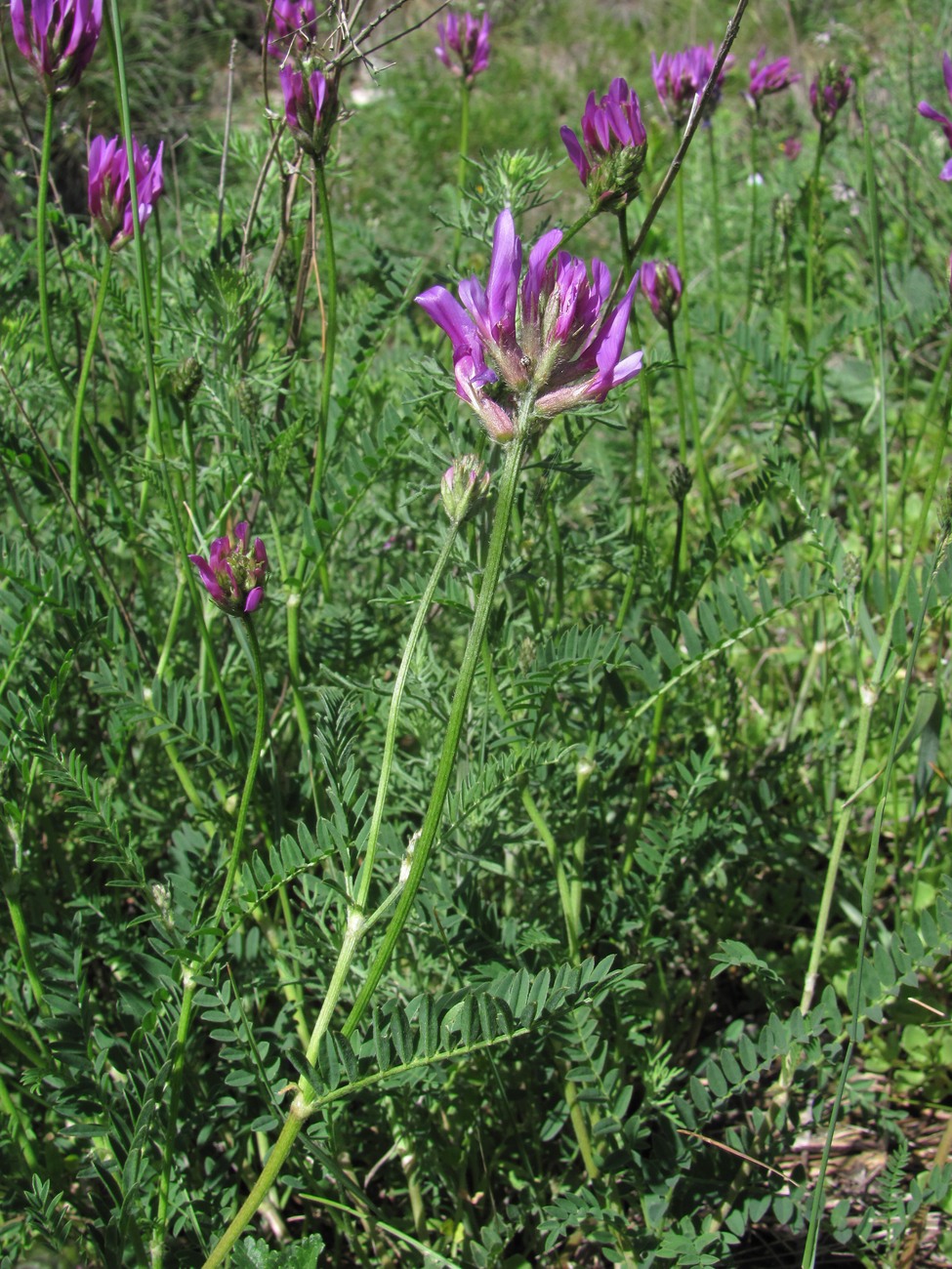 Изображение особи Astragalus onobrychis.