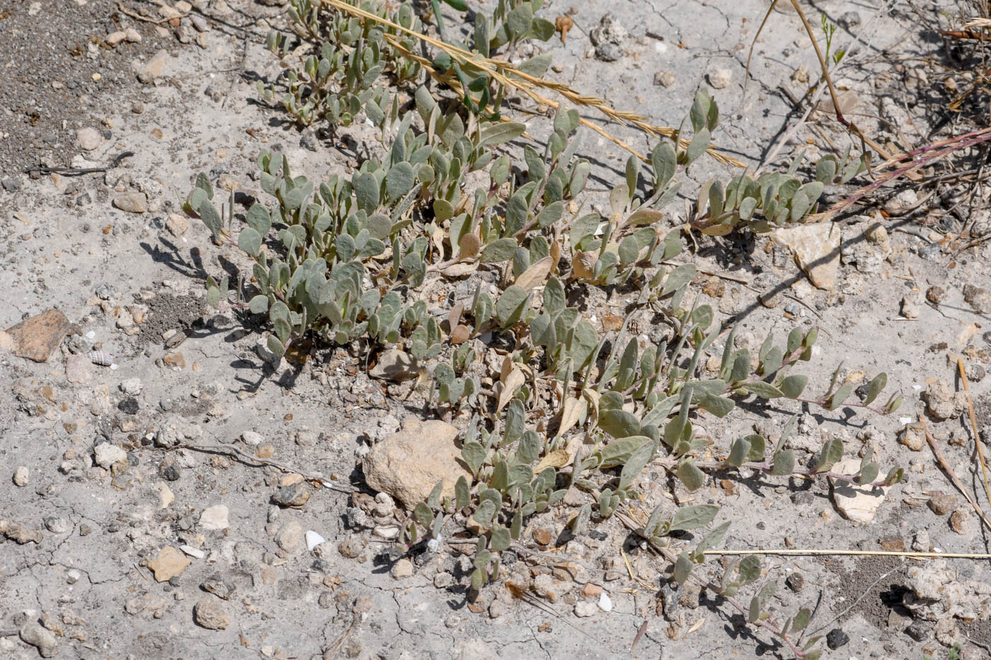 Image of Halimione portulacoides specimen.