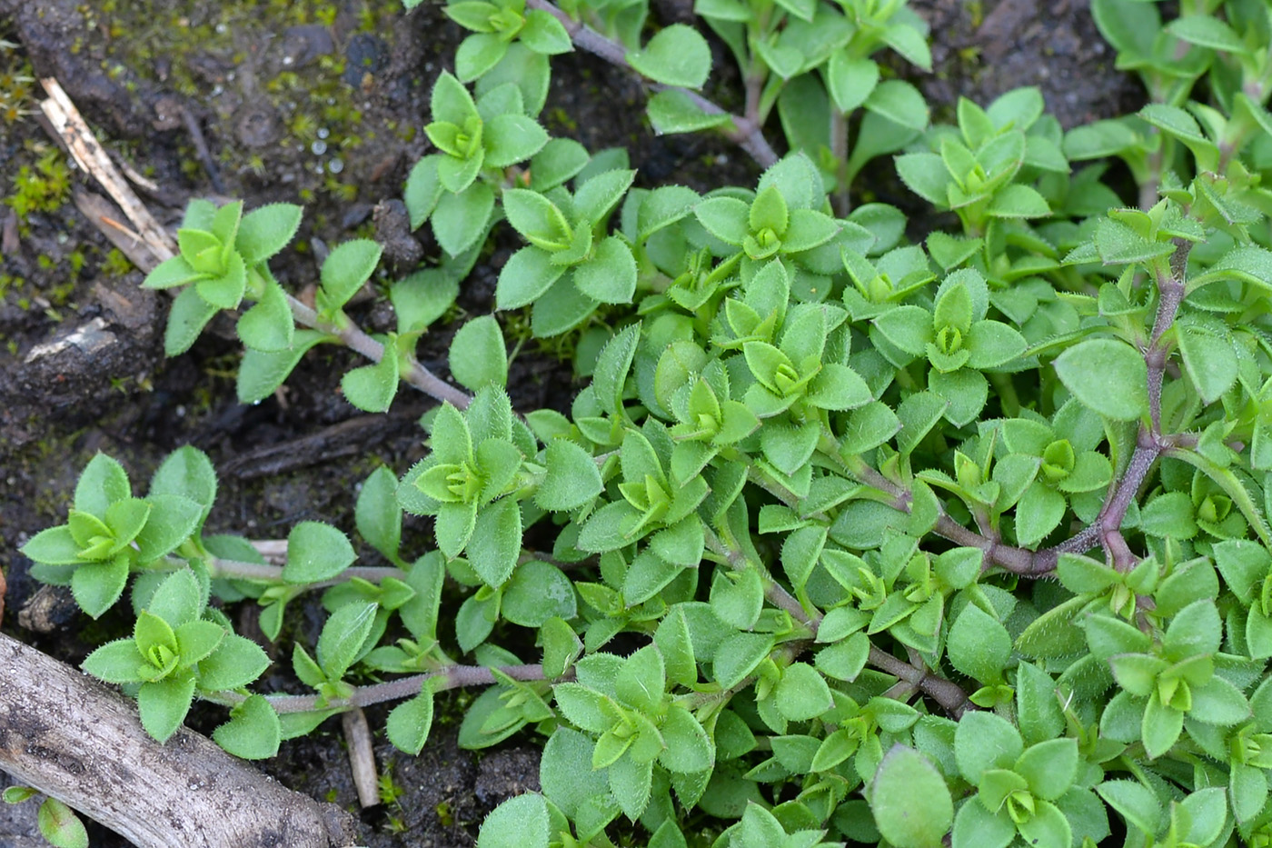 Image of Arenaria serpyllifolia specimen.