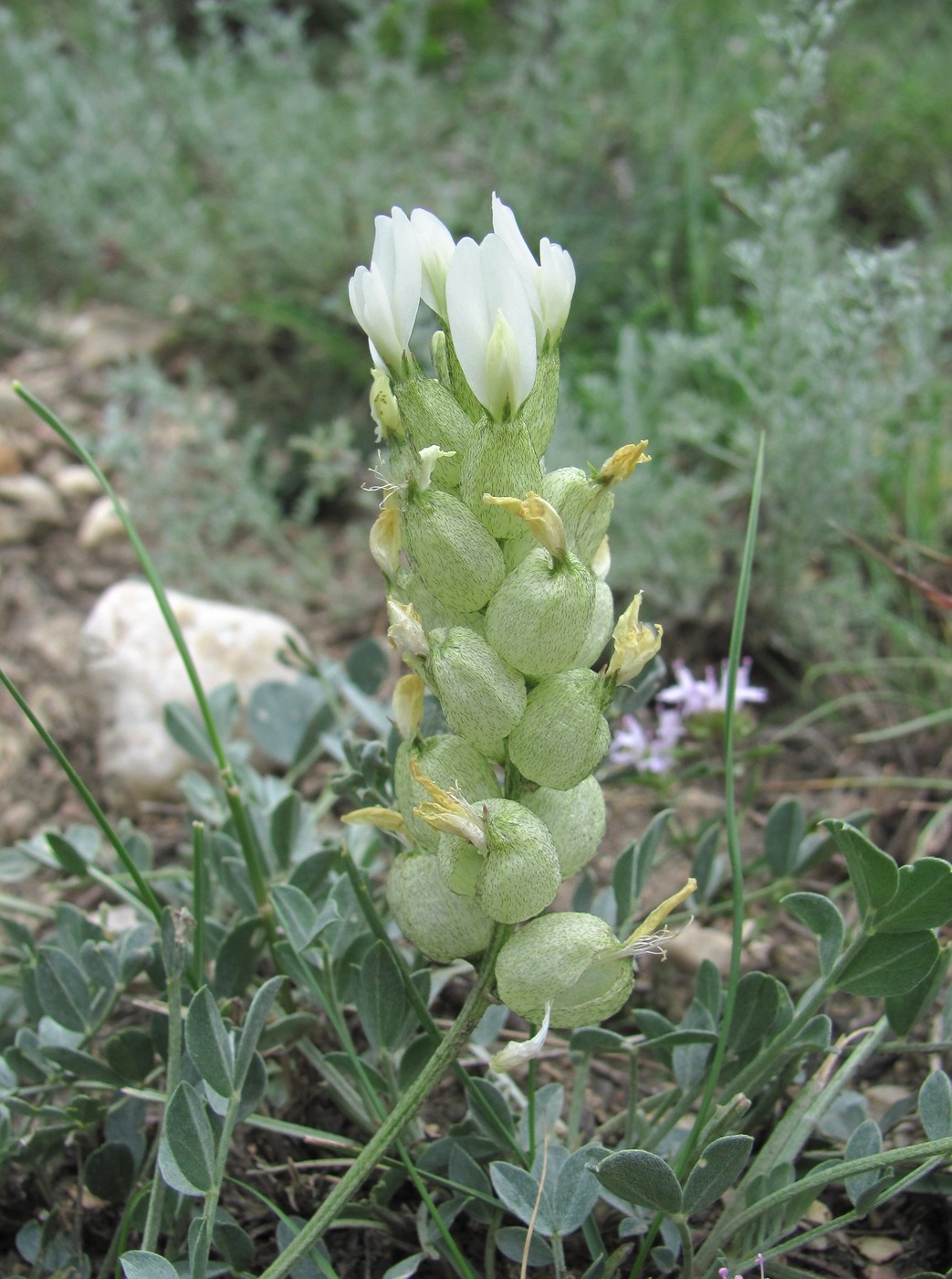 Image of Astragalus calycinus specimen.