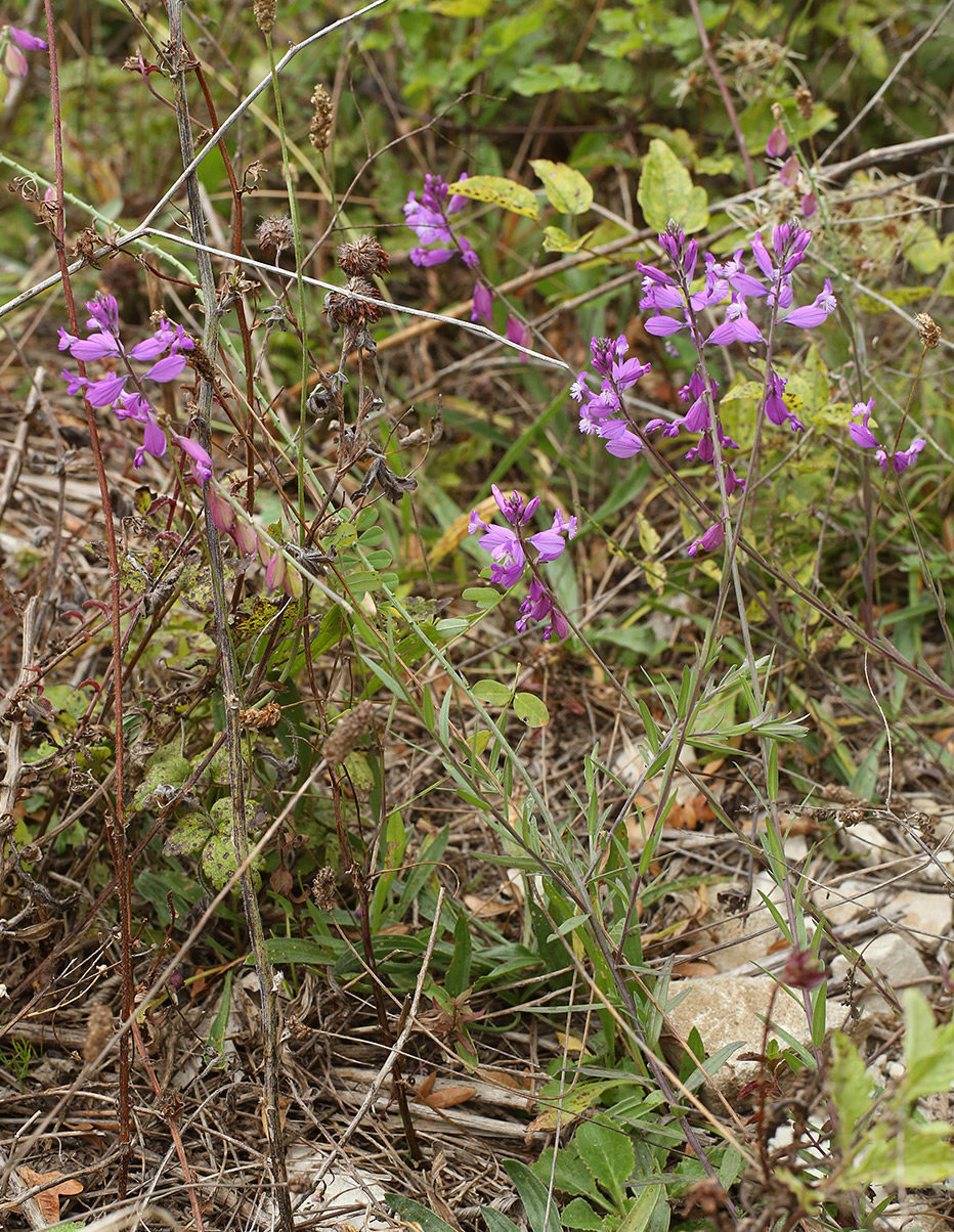 Изображение особи Polygala major.