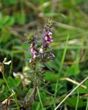 Odontites vulgaris. Верхушка цветущего растения. Челябинская обл., Аргаяшский р-н, берег оз. Увильды, луг. 04.08.2019.