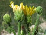 Picris hieracioides. Соцветия. Крым, окр. Севастополя. 24 июля 2010 г.
