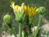 Picris hieracioides