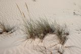 Ammophila arenaria подвид arundinacea. Отцветающее растение на дюнных оолитовых песках. Египет, окр. г. Эль-Дабаа. 27.04.2019.