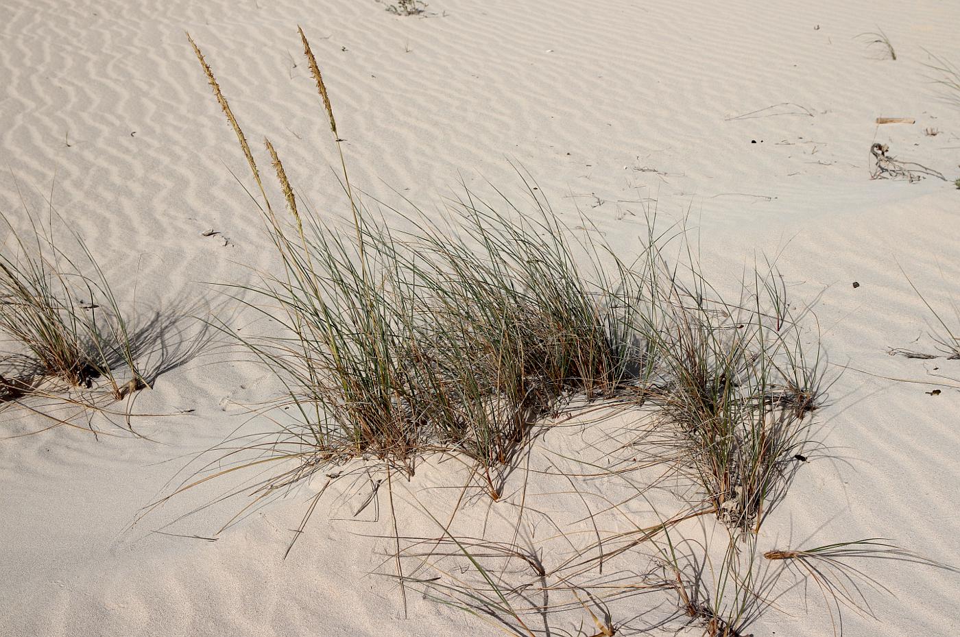 Image of Ammophila arenaria ssp. arundinacea specimen.