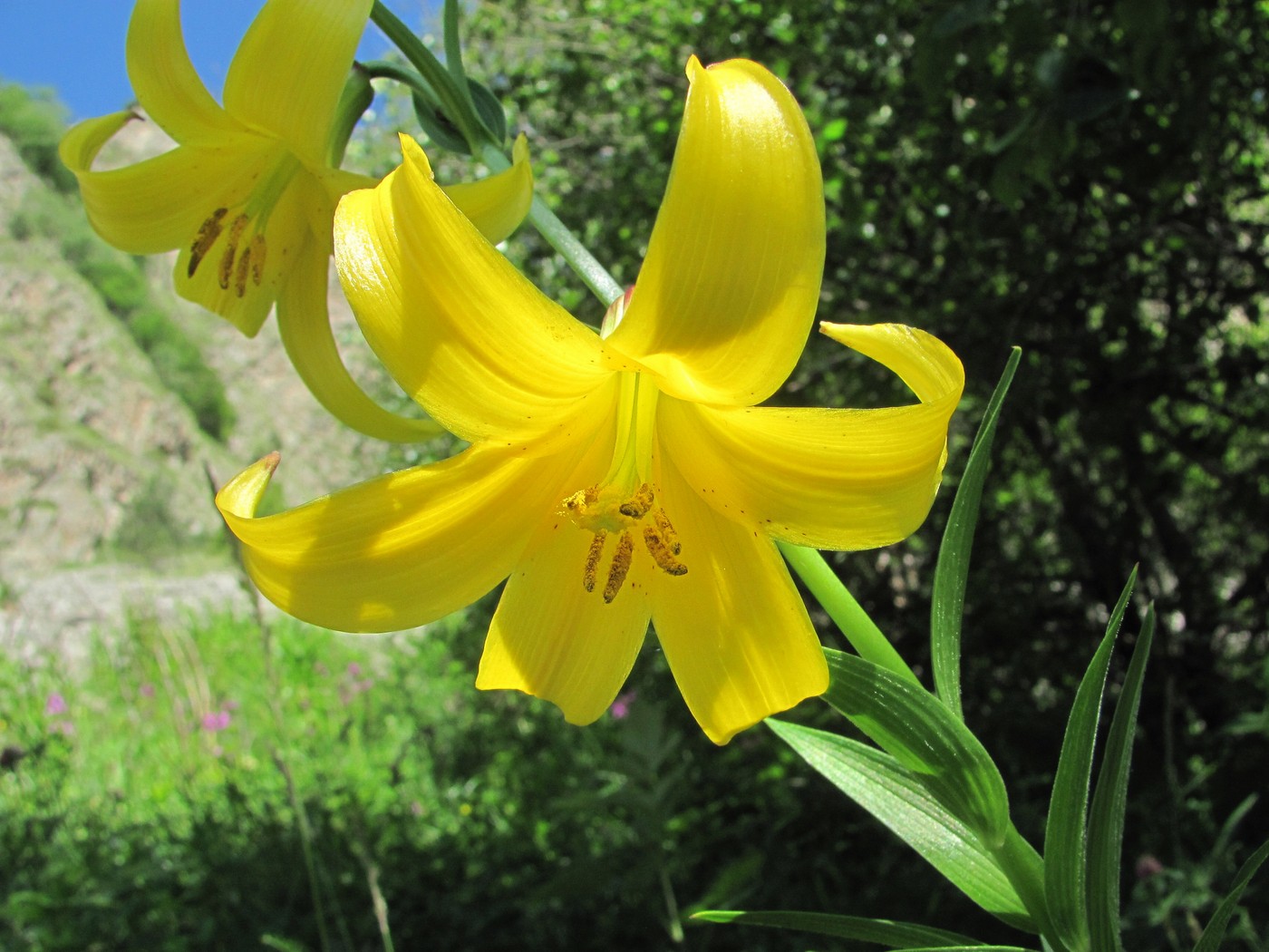 Image of Lilium monadelphum specimen.