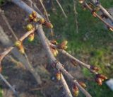 Cerasus subhirtella