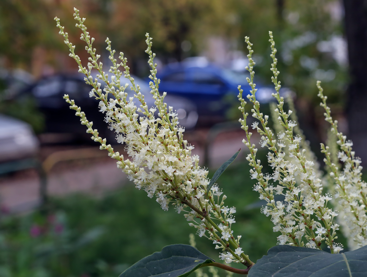 Изображение особи Reynoutria japonica.